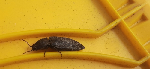 Mottled dingy-brown click beetle