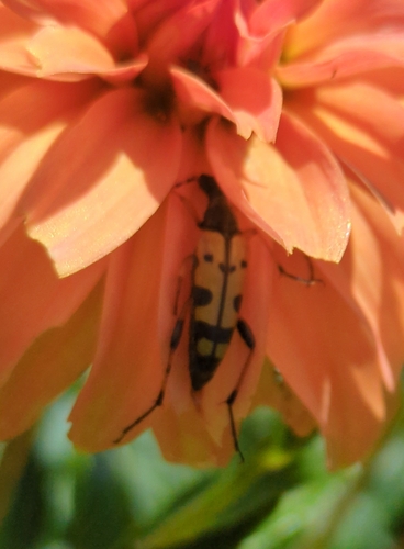 Spotted Longhorn Beetle