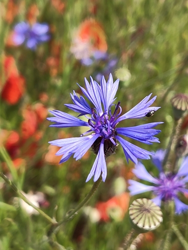 Cornflower