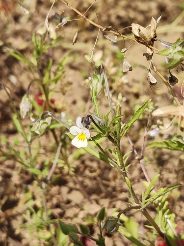 European field pansy