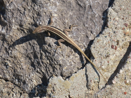 Anatolian Lizard