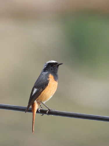 Hodgson's Redstart