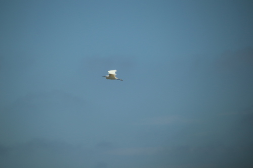Little Egret