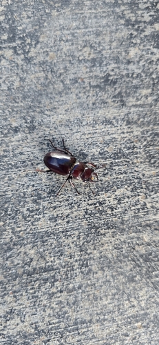 Reddish-brown Stag Beetle