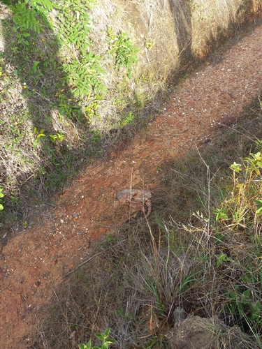 Mexican Long-nosed Armadillo