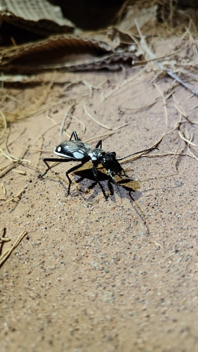Anthia sexmaculata