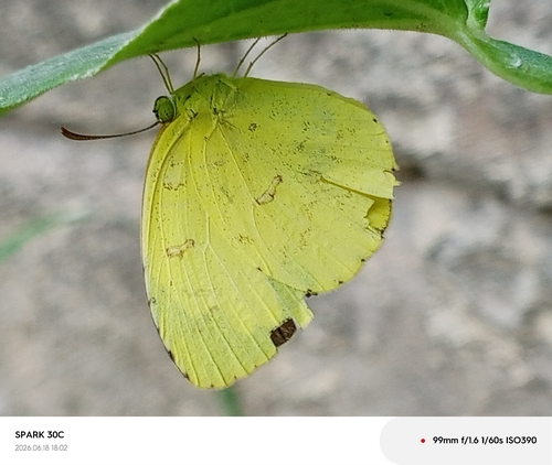 Common Grass Yellow