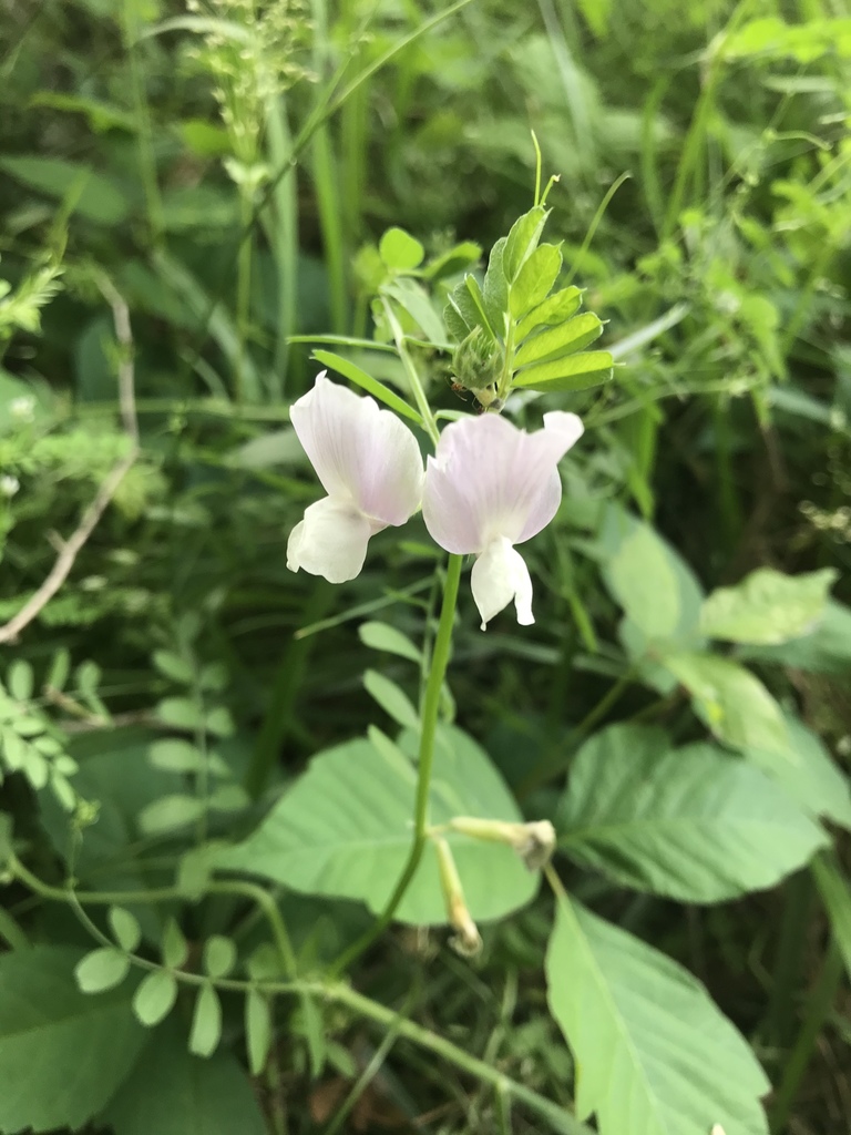 Large yellow vetch from Murraywood, Columbia, SC, US on April 22, 2020 ...