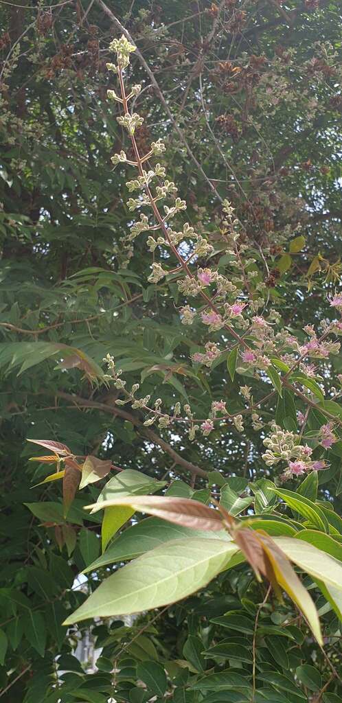 Lagerstroemia undulata (Lagerstroemia undulata)
