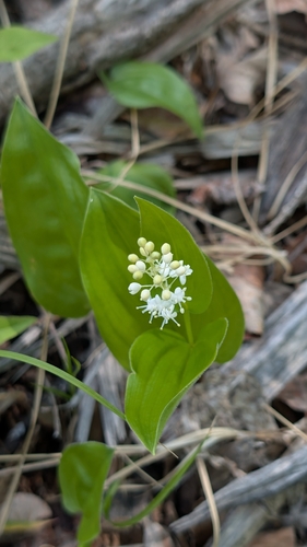 Canada mayflower