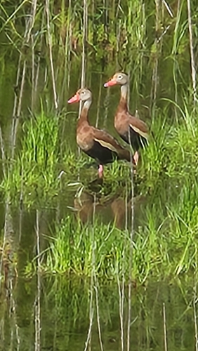 Black-bellied Whistling-Duck