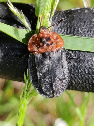 Red-breasted Carrion Beetle