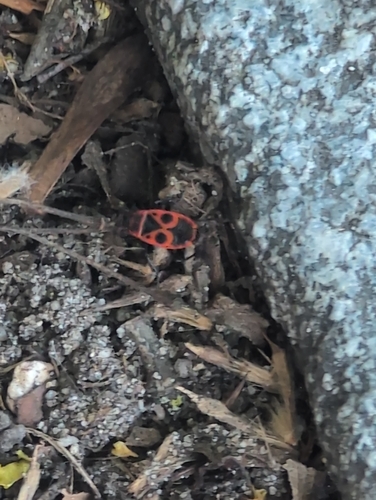 European Firebug