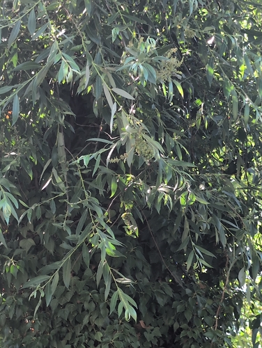 white willow