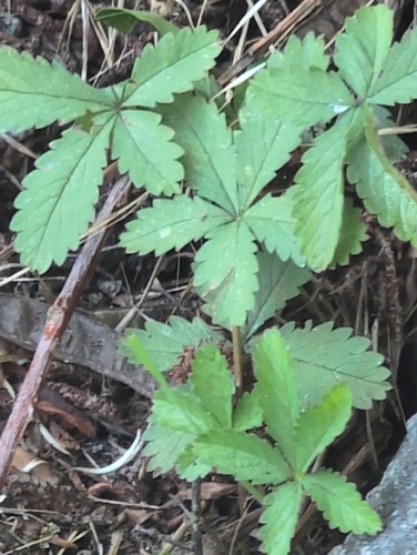 Creeping cinquefoil