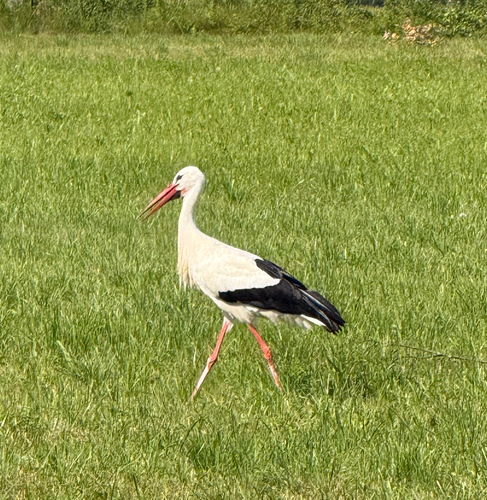 White Stork