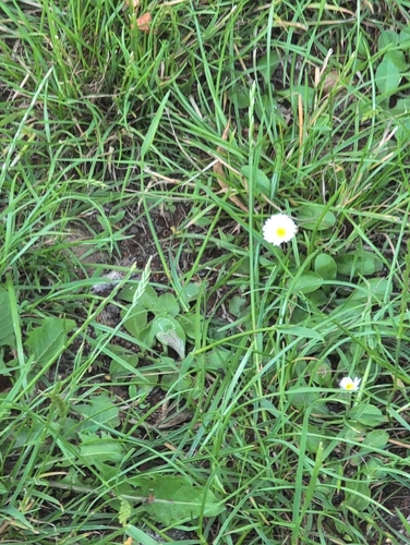 Lawn daisy