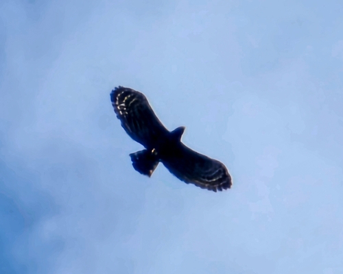 Black Hawk-Eagle