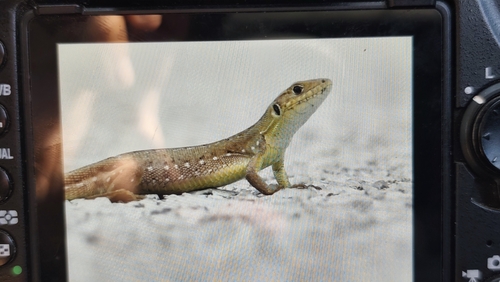 Balkan Green Lizard