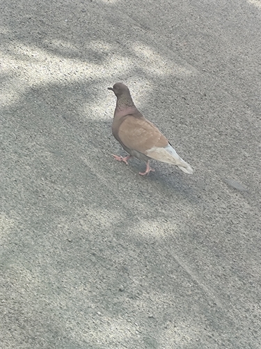 Feral Pigeon