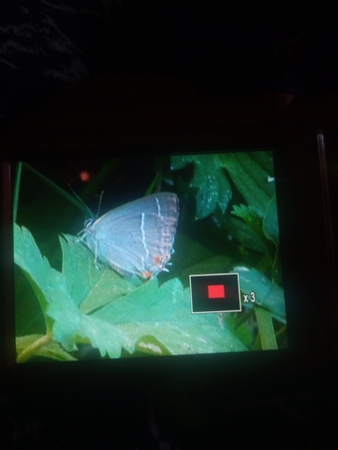 Purple hairstreak