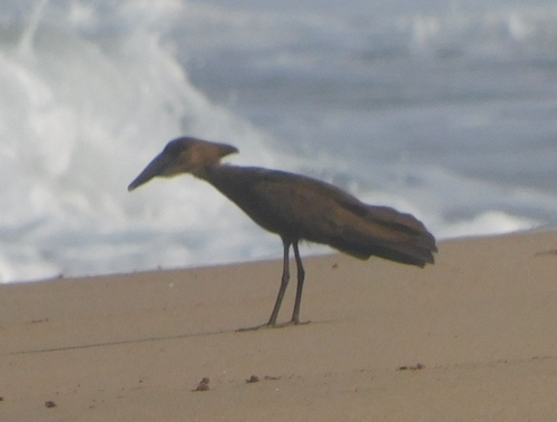 Common Hamerkop