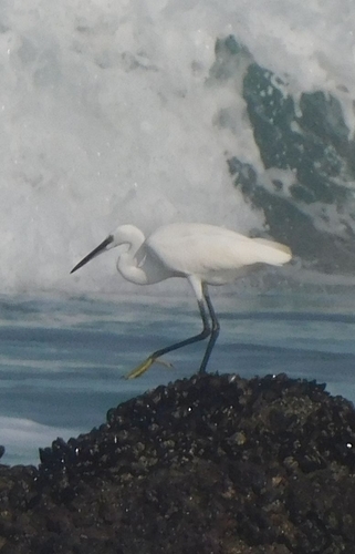 Western Little Egret