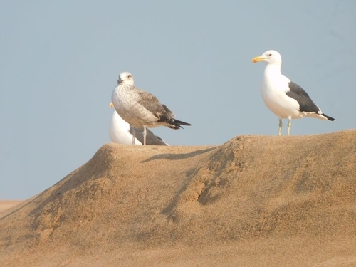 Cape Gull