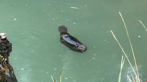 animal observation 2