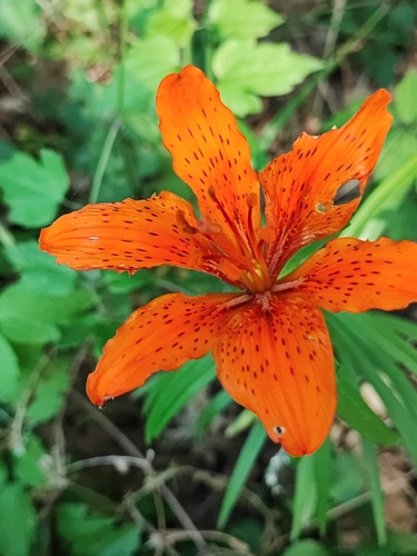 fire lily