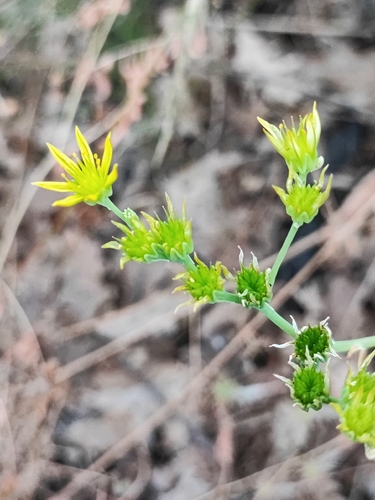 Thin-leaved Stonecrop