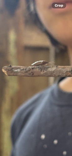 iNaturalist observation photo of Winged and Once-winged Insects