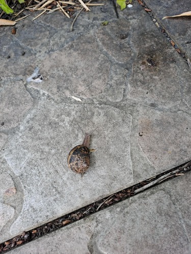 Garden Snail