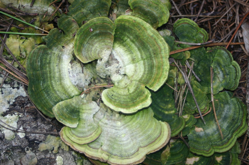 구름버섯 from Bisaloachi, Chihuahua on 2009년 08월 11일 (화) by Mané Salinas Rodríguez · iNaturalist 구름버섯 (Trametes... 