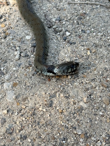 Barred Grass Snake