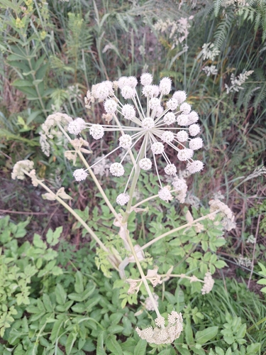 Wild Angelica