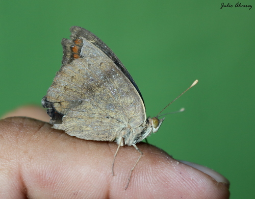 Dark Buckeye