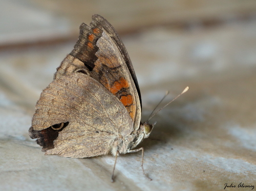 Dark Buckeye