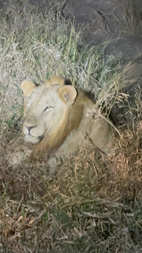 Southern Lion