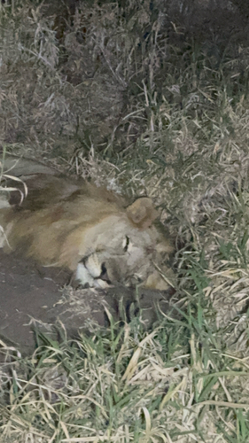 Southern Lion