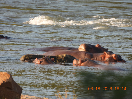 Common Hippopotamus