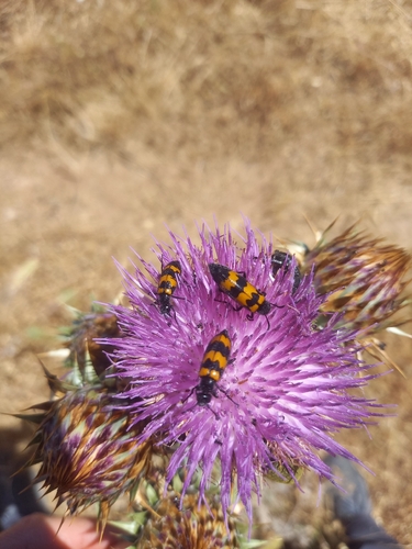 Mylabris variabilis