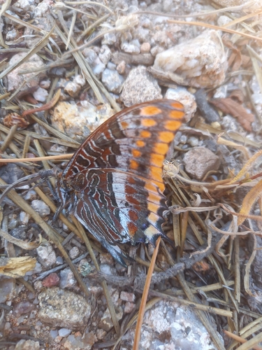 Two-tailed Pasha