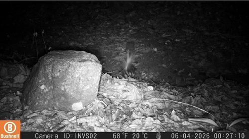 Southern Spotted Skunk observed by bredyrafaelavilarodriguez