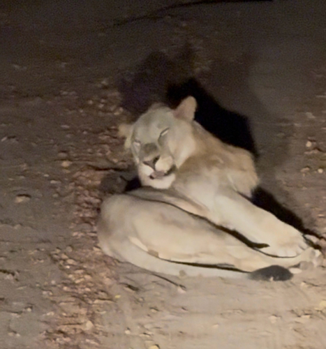 Southern Lion