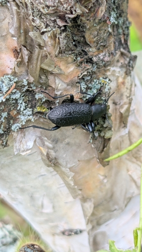 Roughened Darkling Beetle