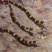 Corythoichthys amplexus - Photo (c) Jemma Aitken, todos los derechos reservados, subido por Jemma Aitken