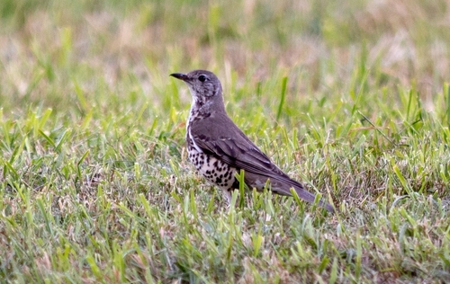 Mistle Thrush