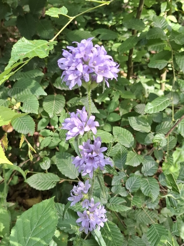 Bristly Bellflower