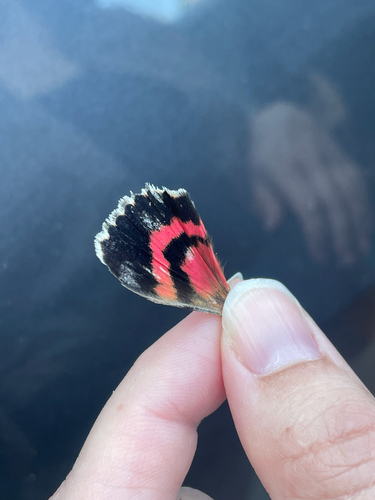 iNaturalist observation photo of Aholibah Underwing Moth